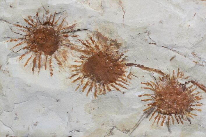 Multiple Fossil Seed Pods (Sparganium) From Montana - Paleocene #76933
